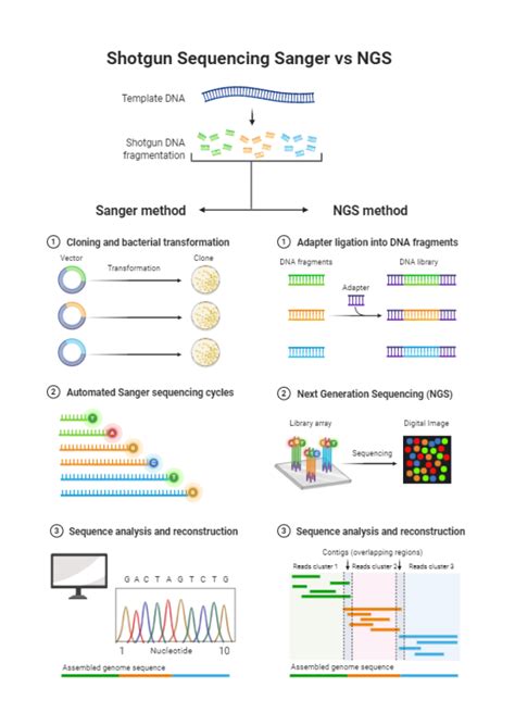 Shotgun Sequencing Sanger vs NGS | BioRender Science Templates