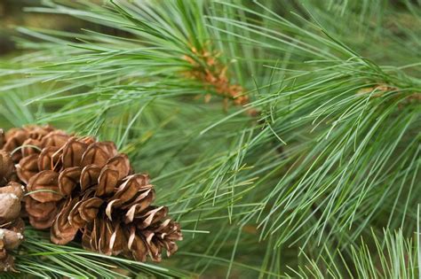 Canadian White Pine Needles or Red Pine Needles loose From - Etsy