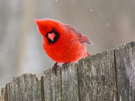 Northern Cardinal - NestWatch