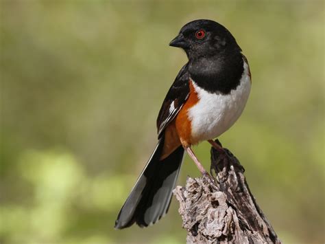 15 Black Birds With White Bellies To Marvel At - Sonoma Birding