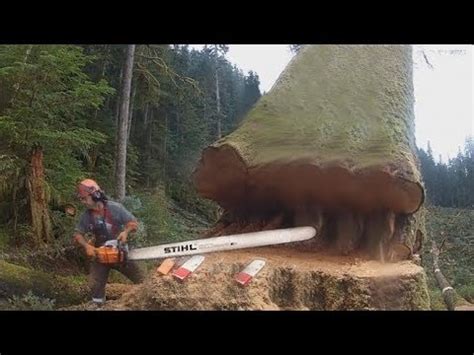 Amazing Skill Felling Cutting Big Tree With Chainsaw You Should Look to See How Big Trees Are ...