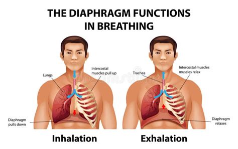 The Diaphragm Functions in Breathing Stock Vector - Illustration of care, diagram: 212849839