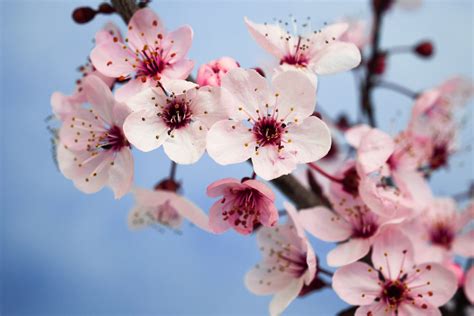 Japan Flower Calendar..เมื่อดอกไม้ญี่ปุ่นบานสะพรั่ง