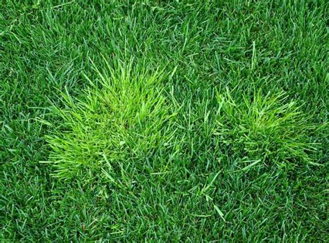 How To Get Rid Of Poa Annua [5 Lawn-Safe Methods For Annual Bluegrass Control] | Garden Wisper