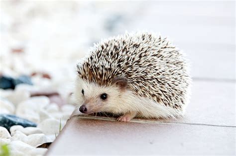 HD wallpaper: Shallow Photo of Hedgehog, animal, cute, spikes, animal wildlife | Wallpaper Flare