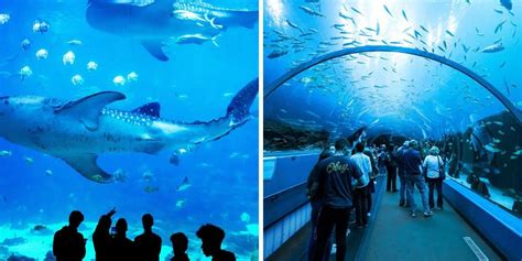 Does Atlanta Aquarium Have Whale Sharks? - Aquariumia