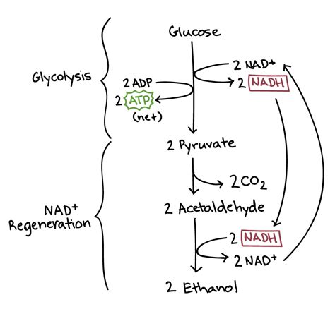 Ethanol Alcohol Fermentation at Jessie Gallegos blog