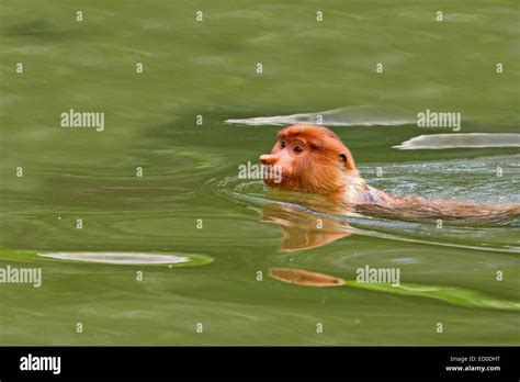 The proboscis monkey hi-res stock photography and images - Alamy