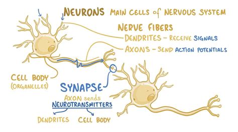 Somatosensory receptors: Video, Anatomy & Definition | Osmosis