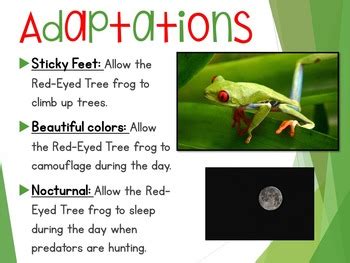 Red Eyed Tree Frog PowerPoint Presentation by Kelly Ganzenmuller