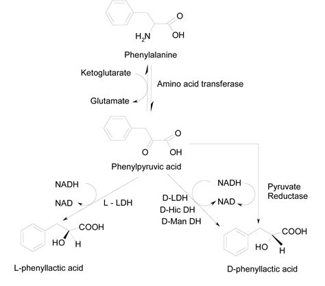 Phenyllactic acid: a potential aantimicrobial compound in lactic acid bacteria - MedCrave online