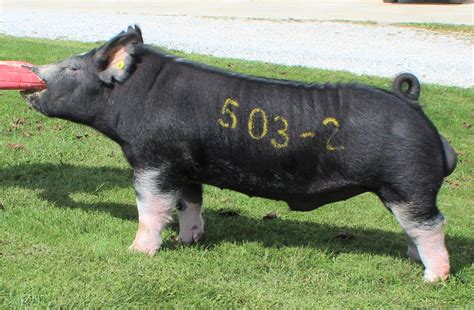 Shipley Swine Genetics - Details