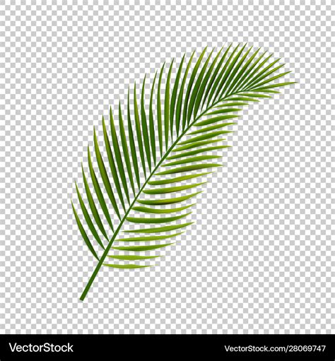 Palm leaf isolated transparent background Vector Image