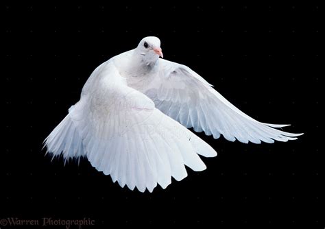 White dove in flight photo WP11589