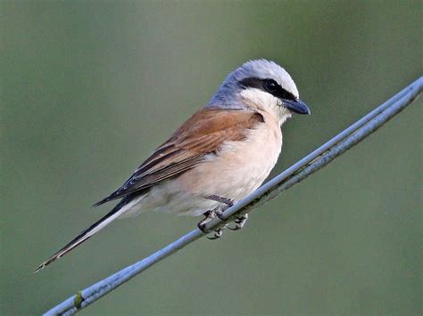 Red-Backed Shrike Bird Facts (Lanius collurio) | Bird Fact