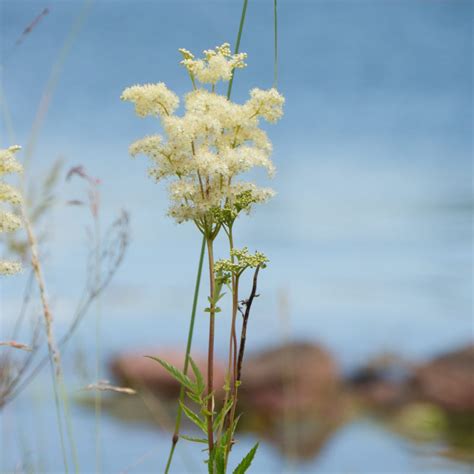 Meadowsweet - Earthsong Seeds