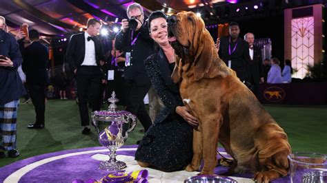 Best In Show Dogs