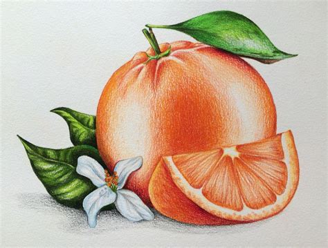 Orange, Illustration, foodillustration, pencils, pencil drawing, Buntstiftzeichnung, иллюстрация ...