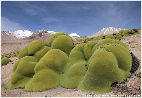 Yareta or Llareta (Azorella compacta) 3 | Flavio | Flickr