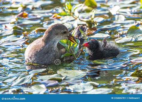 Female Common Moorhen Feeding Its Nestling Stock Image - Image of wild, plant: 226886781