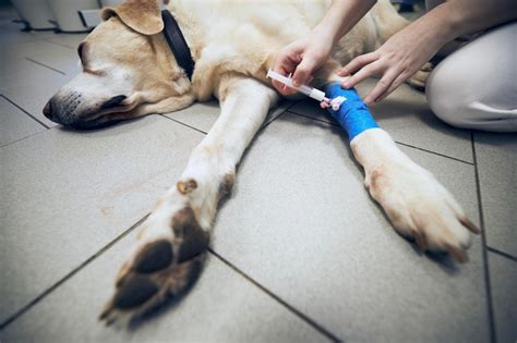 Premium Photo | Old dog in animal hospital