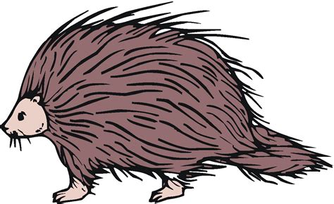 Porcupines clipart 20 free Cliparts | Download images on Clipground 2024