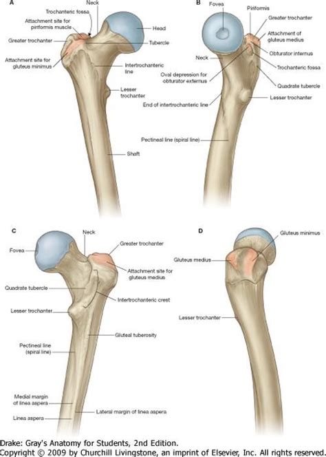 greater trochanter | Greater trochanter, Anatomy, Joints anatomy