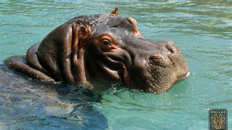 New Hippo Habitat is a Happy Home – NBC 5 Dallas-Fort Worth