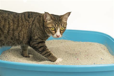 Lessons from the Cat: Litter Box Basics for the Veterinary Team