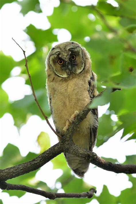 Photo taken with NIKON D7200 VR300mm F2.8 - Saitama - Animal - YouPic ...