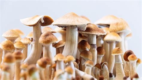 What are the Potential Therapeutic Benefits of Magic Mushrooms - NyxtBig