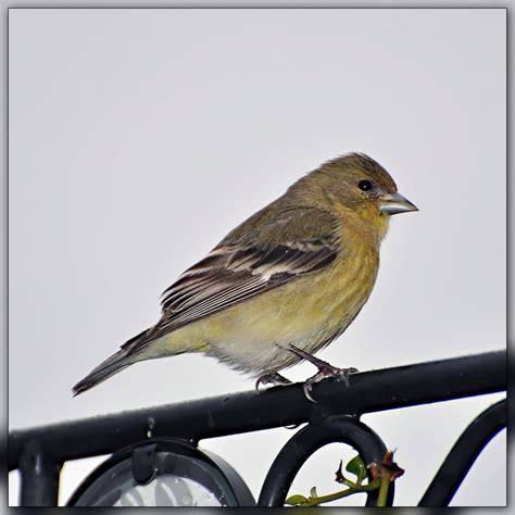 Lesser Goldfinch - eBirdr