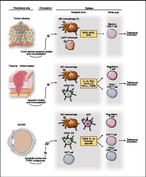 Spleen Function In Immune System