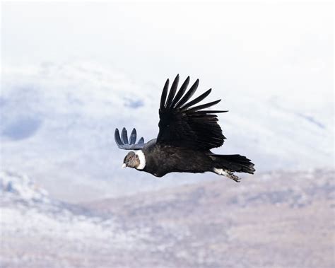 Giant Andean Condor Can Fly Without Flapping Its Wings for Over 5 Hours | LaptrinhX / News