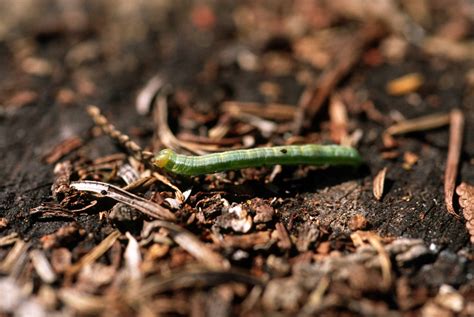 Identify and Control Spruce Budworms