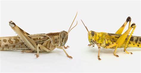 How Locusts Learn to Be Part of a Swarm | WIRED