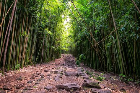 Can I Grow Bamboo In Rocky Soil? | Bamboo Plants HQ