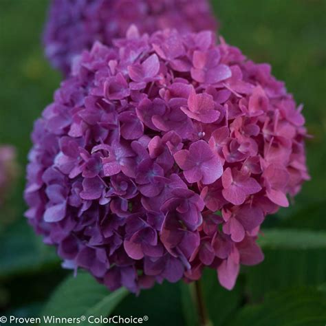 Bigleaf Hydrangea Bloom Varieties | HGTV