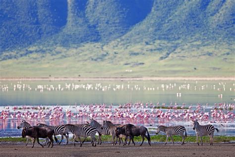 The Lions of Ngorongoro: A Remarkable Tale Of Survival | AFKTravel