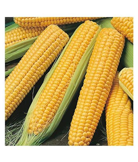 AM INDIAN SWEET CORN SEEDS 1 KG 4000 SEEDS: Buy AM INDIAN SWEET CORN ...