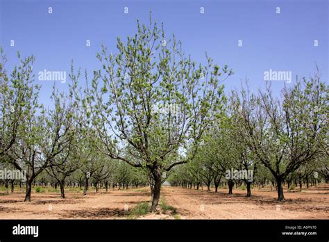 New Mexico State Tree Stock Photos & New Mexico State Tree Stock Images ...