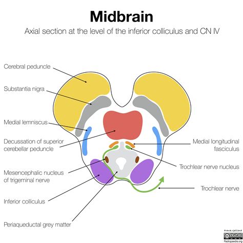 Midbrain Anatomy - Anatomy Book