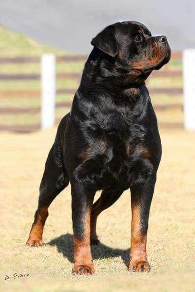 Krazy muscle mass! | Rottweilers! | Pinterest | Muscle mass, Muscles and Rottweilers