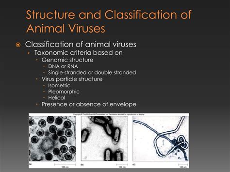 PPT - Viruses, Prions and Viroids Infectious Agents of Animals and ...