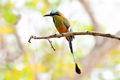 The El Salvador's National Bird: Turquoise-Browed Motmot - flybirdworld.com