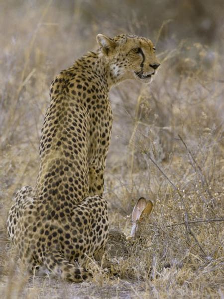 Hunting Cheetah - Hunting Namibia