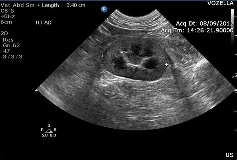 How Much Is An Abdominal Ultrasound For A Dog