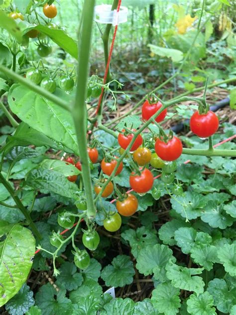 Tomato (Solanum pimpinellifolium 'Spoon') in the Tomatoes Database - Garden.org