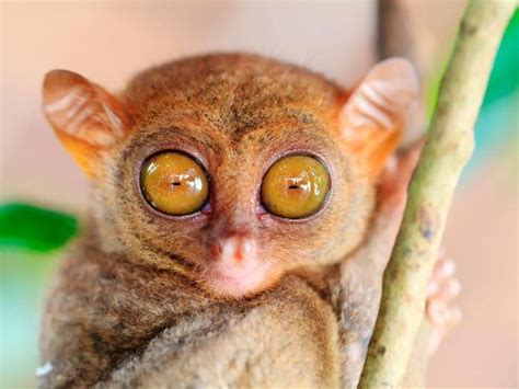 25 animals with big eyes - Buzz This Now