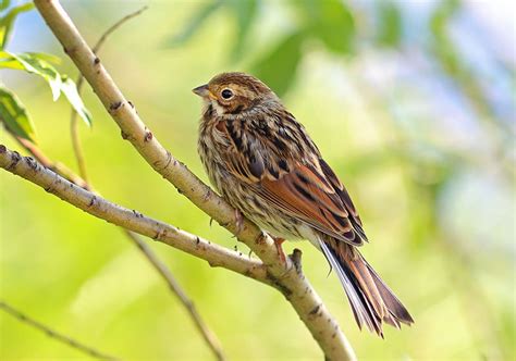 Little Bunting | Bird Identification Guide | Bird Spot